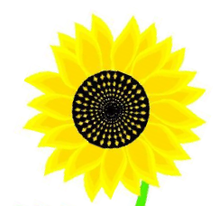 Krautländer Sonnenblume